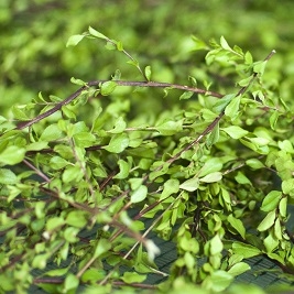Buchutea