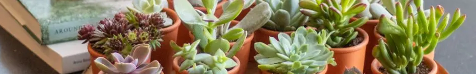 bk-banner_20250630233503180